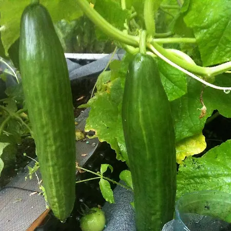 Διαμέρισμα Fjordside *